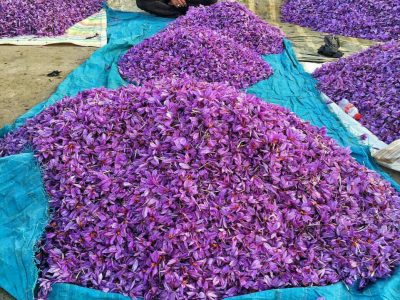 تولید زعفران