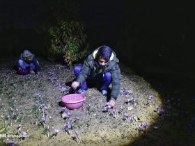 کاهش تولید زعفران در خراسان جنوبی