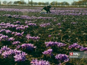 تولید زعفران خراسان - پدیده گل روی گل در بازار زعفران
