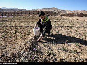 کاهش تولید زعفران در شهرستان ها - خشکسالی