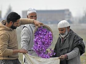 صادرات زعفران توسط افغانستان