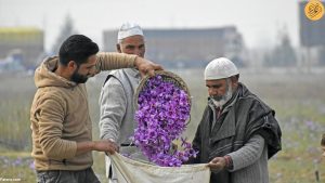صادرات زعفران توسط افغانستان